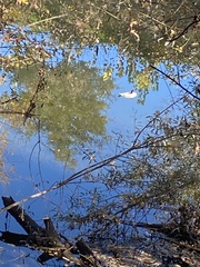 Mergus merganser
