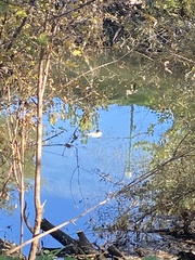 Mergus merganser