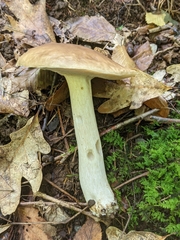 Boletus nobilis