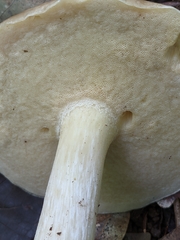 Boletus nobilis
