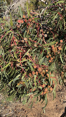 Eucalyptus erythrocorys