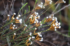 Lysinema pentapetalum