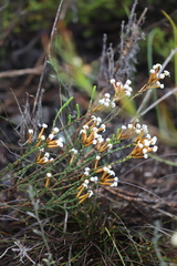 Lysinema pentapetalum