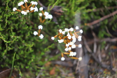 Lysinema pentapetalum
