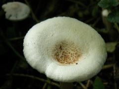 Ripartites metrodii