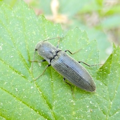 Agriotes pilosellus