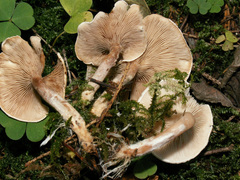 Ripartites metrodii