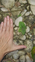 Solanum stramoniifolium