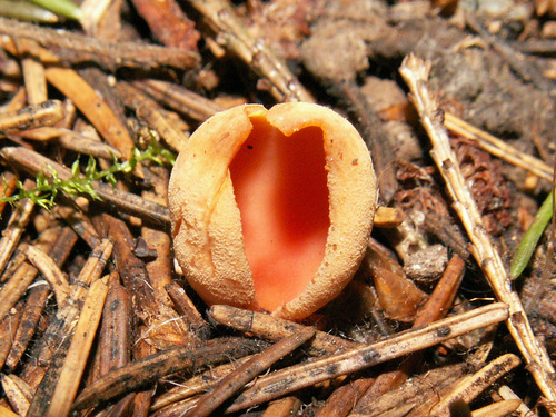 hare's ear