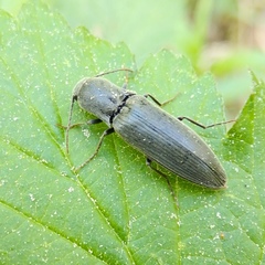 Agriotes pilosellus