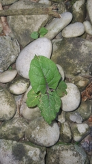 Solanum stramoniifolium
