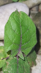 Solanum stramoniifolium