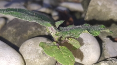 Solanum stramoniifolium