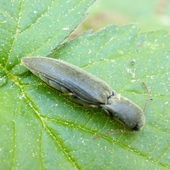 Agriotes pilosellus