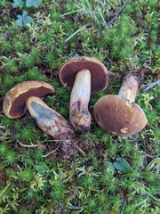 Boletus vermiculosus