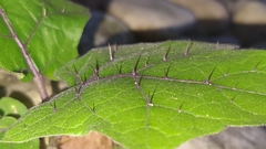 Solanum stramoniifolium