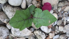 Solanum stramoniifolium