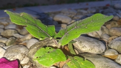 Solanum stramoniifolium