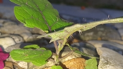 Solanum stramoniifolium