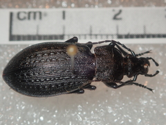 Carabus arvensis hokkaidoensis
