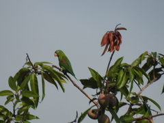 Brotogeris jugularis