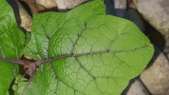Solanum stramoniifolium