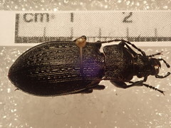 Carabus arvensis hokkaidoensis