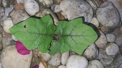 Solanum stramoniifolium