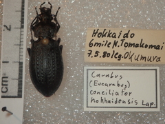 Carabus arvensis hokkaidoensis
