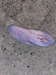 Modiolinae