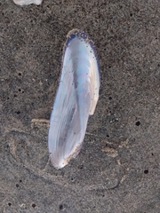 Modiolinae