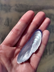 Modiolinae