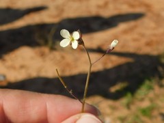 Brassica tournefortii