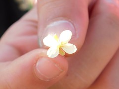 Brassica tournefortii