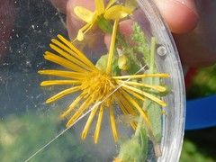 Heterotheca subaxillaris