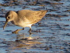 Calidris alpina