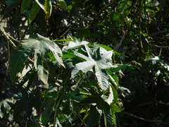 Ricinus communis