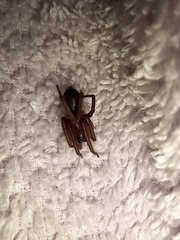 Araneae