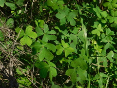 Oxalis pes-caprae
