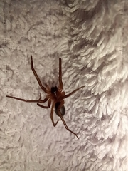 Araneae
