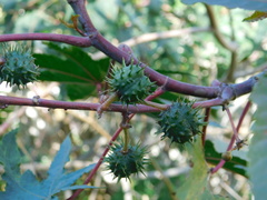 Ricinus communis