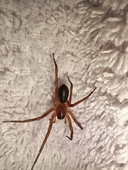 Araneae
