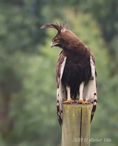 Long-crested Eagle