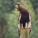 Long-crested Eagle - Photo (c) Rafael Vila, some rights reserved (CC BY-NC-ND)