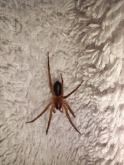 Araneae