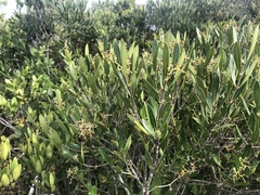 Olea exasperata