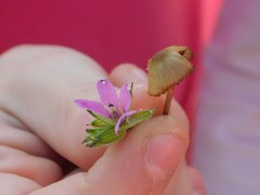 Erodium moschatum