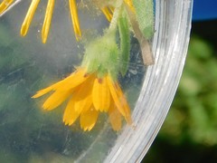 Calendula arvensis