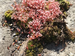 Sedum smallii