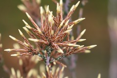 Lysinema pentapetalum